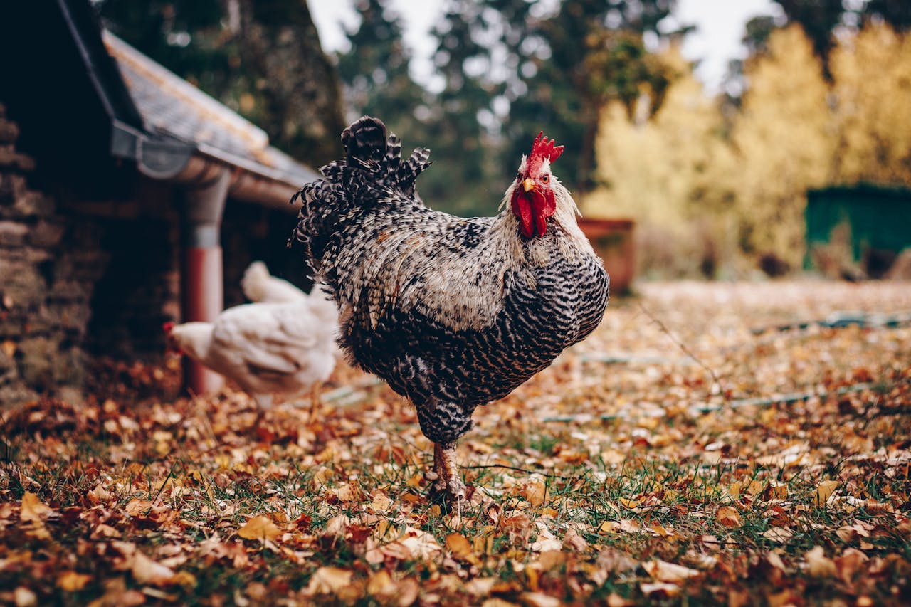 Poulet
